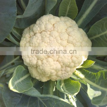 CF62 Genius 62 days early maturity hybrid cauliflower seeds