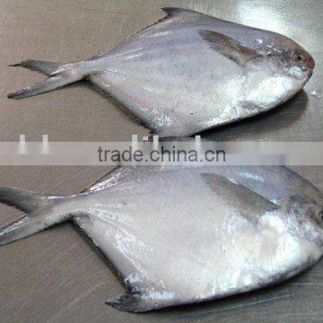 white pomfret