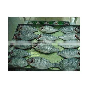 Tilapia fish