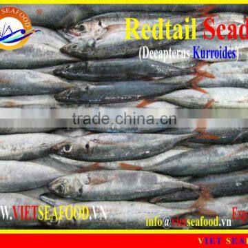 FROZEN W/R REDTAIL SCAD photo-6