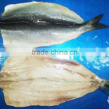 herring fillet IQF seafood