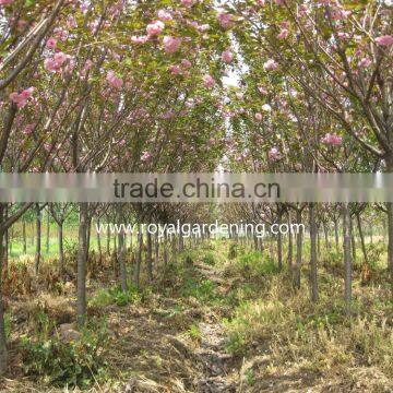 Prunus serrulata cold hardy trees