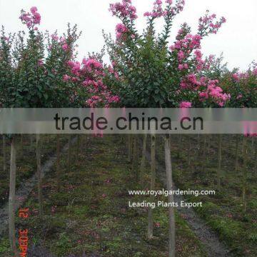 Lagerstroemia indica 1.4-1.5m trunk high landscaping tree