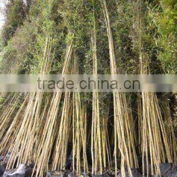 Phyllostachys aurea potted bamboo plants