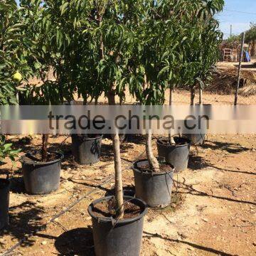 Fruit Trees photo-2