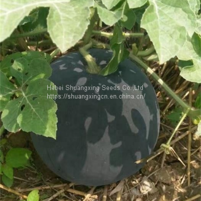 Maria Pure Black Skin Watermelon Hybrid Watermelon Seeds photo-2