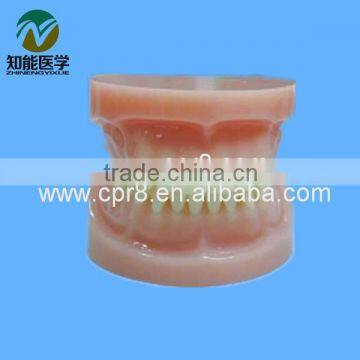 Model full teeth (teeth model) BIX - L1023