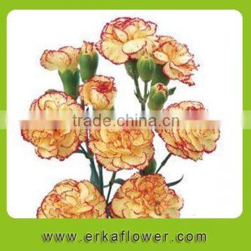 Fresh Cut Turkish Dinnerware Set Porcelain High Quality Flower photo-5