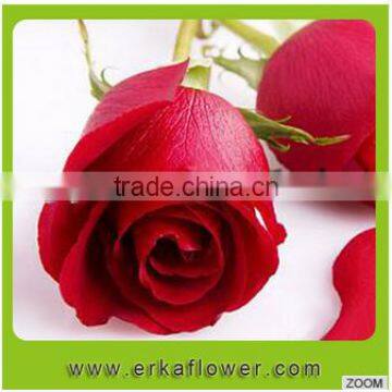 Fresh Rose High Quality velvet roses For sale