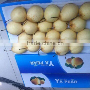High Quality Fresh Ya Pear From Pear Factory photo-4
