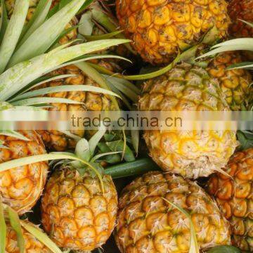 PREMIUM FRESH PINEAPPLE Product of THAILAND