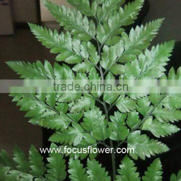 Fresh Cut Flower Buyer Fern Fresh Cut From Kunming Flower Exporter Fresh Cut Fern photo-3