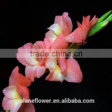 wholesale Floribunda Variety natural gladiolus Flowers direct from the farm