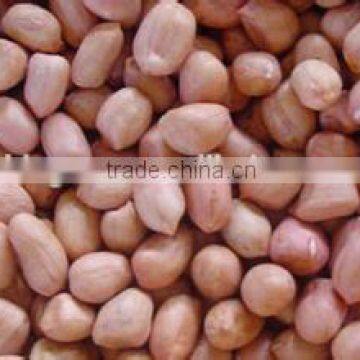 New Crop Peanut kernels ,long and round type for sale