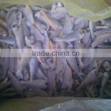 Zhoushan Farming Headless Frozen Small Croaker photo-3