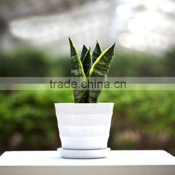 Landscape sansevieria potted for home decorative