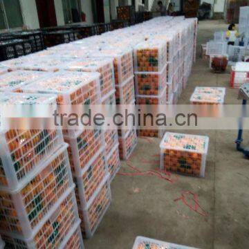 Fresh Sweet Naval Orange photo-3