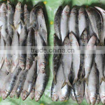 Bait Sardine Fish