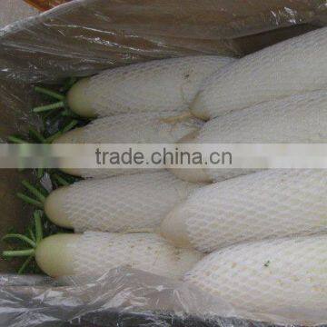 Hot sale Radish