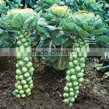 Imported Brussel Sprouts seeds