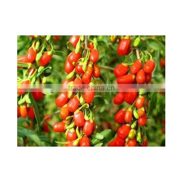 Chinese wolfberry Or Seeds from the hometown of goji berries Ningxia goji berry growing base We have all goji products