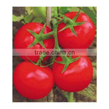 FV 9513- Heat Resistance Red Tomato Seeds 100-130g For Open Field Summering Cultivation