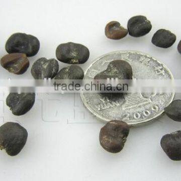 High Quality Purple Magnolia Seeds Mulan Tree Seeds For Sowing photo-5