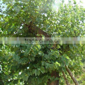 Blooming Bauhinia Variegata L of Outdoor Decorative Ornamental Landscape Plants