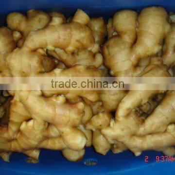 Organic fresh ginger