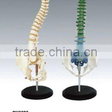 Human vertebral column and pelvis Models