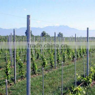 hot sale galvanized grape stakes direct factory