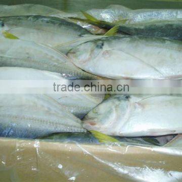 FRESH Frozen Scad ROUND HIGH QUALITY