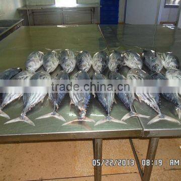 Frozen Katsuwonus Pelamis photo-2