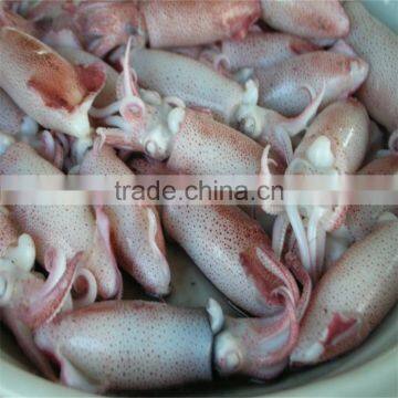 delicious frozen baby squid with whole round for sale