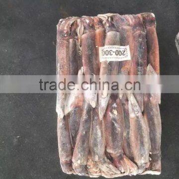 Frozen Illex Argentinus Squid for Sale photo-2