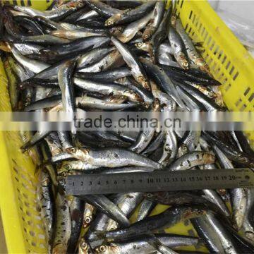 Sea Frozen Whole Anchovy photo-3
