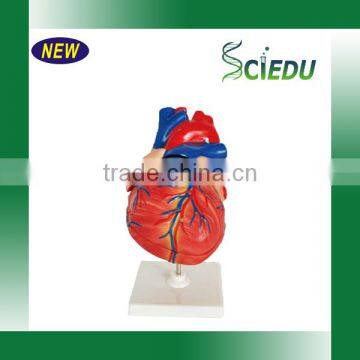 Human Heart Model 3 parts, Anatomical Heart model
