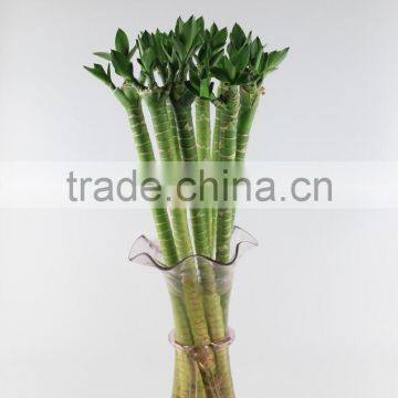 Lotus bamboo indoor plant 40cm