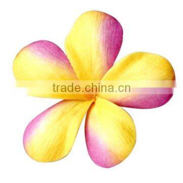 Plumeria frangipani flower head realistic look flower