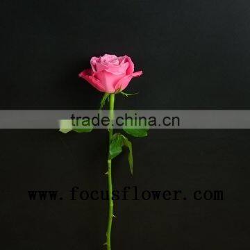 Wedding Occasion and Decorative Flowers Fresh Cut Rose Flower Wholesale From Yunnan China