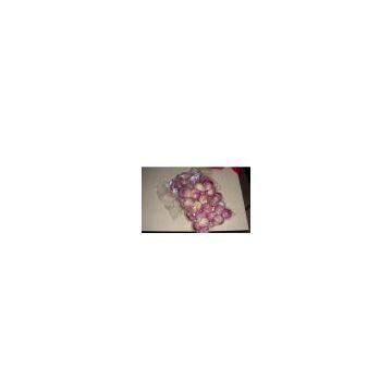 Red Onion