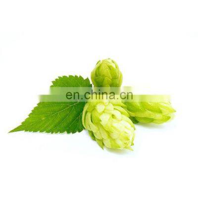 in Stock Factory Price 100% Pure Natural Hops Flower Extract photo-2