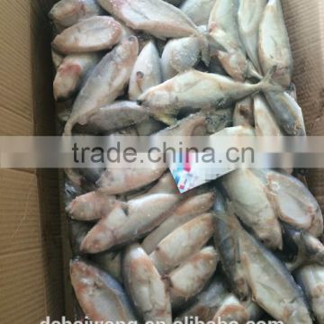 Frozen Bigeye Scad fish with size 80 - 100 pcs / 9.5 kg