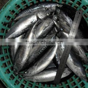 Size 500 - 750 g / pcs for Frozen and quality landing frozen bonito