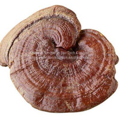 Reishi Mushroom Extract Polysaccharides 20%, Ganoderma lucidum Extract glucan 20%, Chinese mmanufacturer Yongyuan Bio