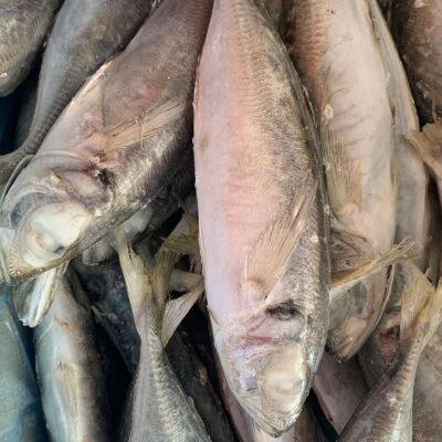 Horse Mackerel 100-200/trachurus Japonicus/mackerel Trachurus Japonicus photo-5