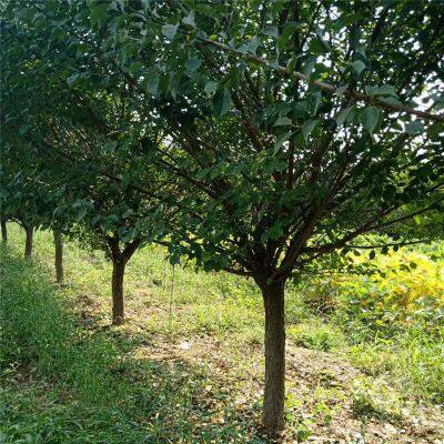 Price of Red Plum Trees With a Ground Diameter of 8 Cm. Direct Sales From the Base Nursery. Dug and Sold on the Spot. Good Quality and High Survival Rate. photo-3