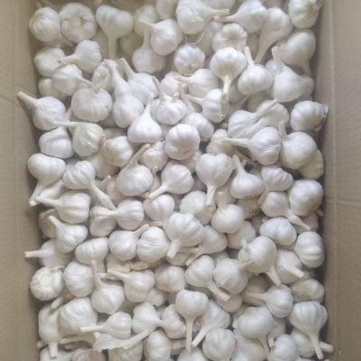 China Garlic Origin 250g/Basket One Cloves Fresh Solo Garlic