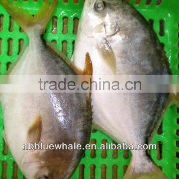 300-500G 400-600G 500-700G 800G UP fresh pomfret