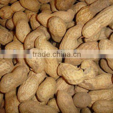 Chinese raw peanut in shell